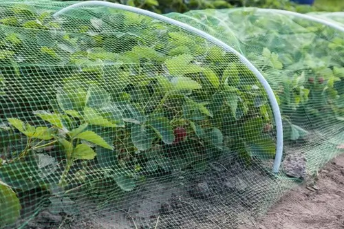 bird netting that is protecting some crops