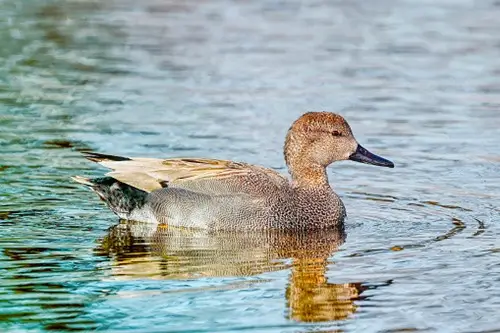 Gadwell duck sat on the water